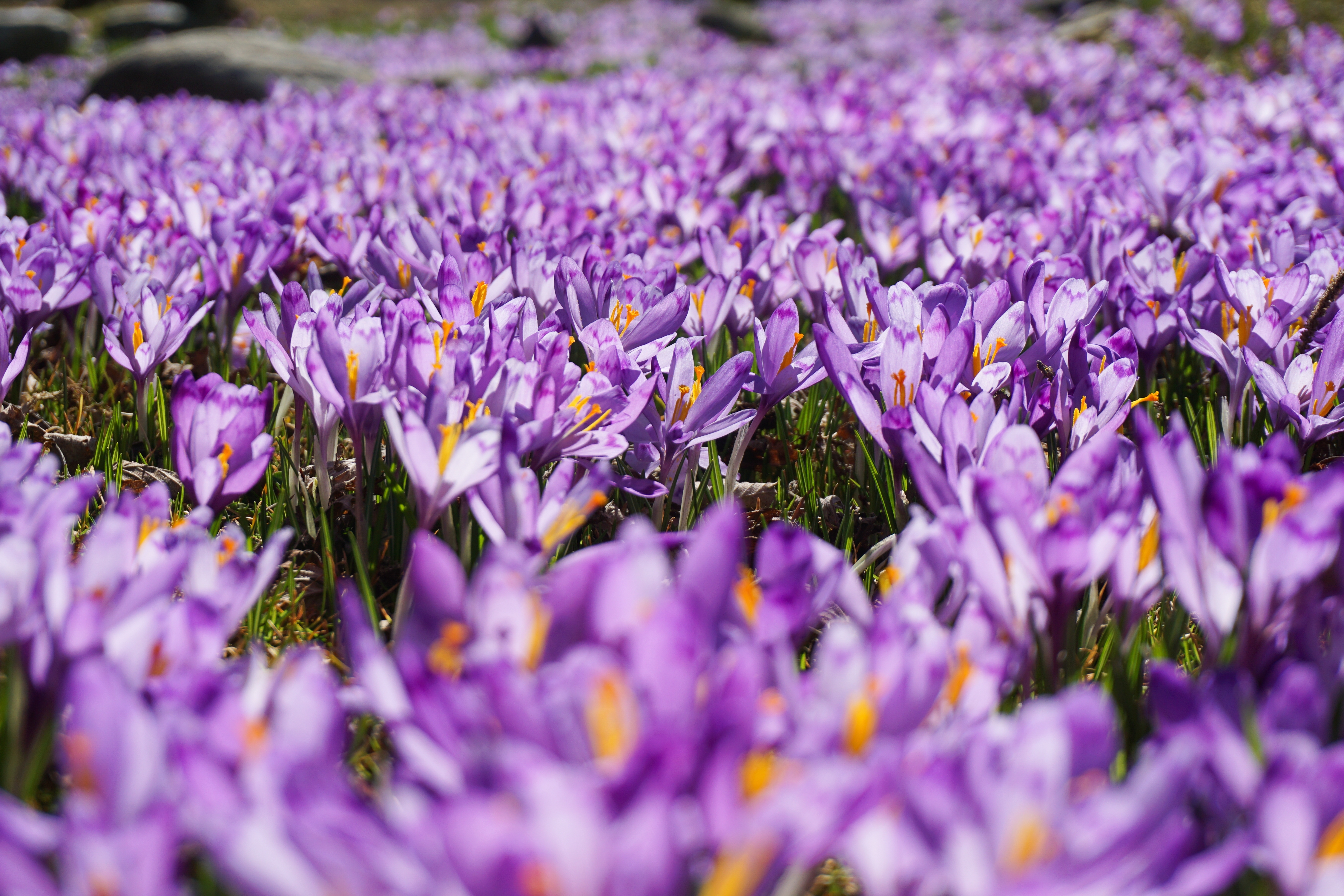 Saffron Field
